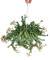 CrassulaHottentot 14cm, Crassula rupestris marnieriana, lampe suspendue