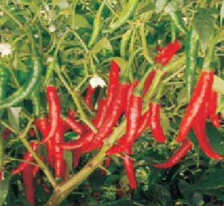 Genipap 10 Chili Hybrid Pfeffer Pflanzensamen