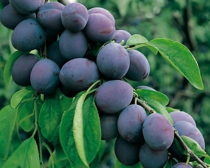 Jojo, Halbstamm, robuste Pflaume,160-180 cm, im 10 Liter-Topf