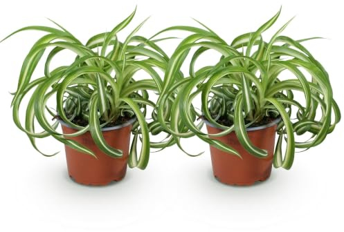 Green boutiQ - Plante d'intérieur - Chlorophytum comosum Bonnie - Lys de la paix ondulé - Amical pour les animaux - Panaché - 2 Plantes - Pot 12cm - Hauteur 20-25cm
