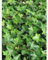 Irischer Efeu Hedera hibernica 80-100 cm IM TOPF. Angebot: 10 Pflanzen. Winterhart