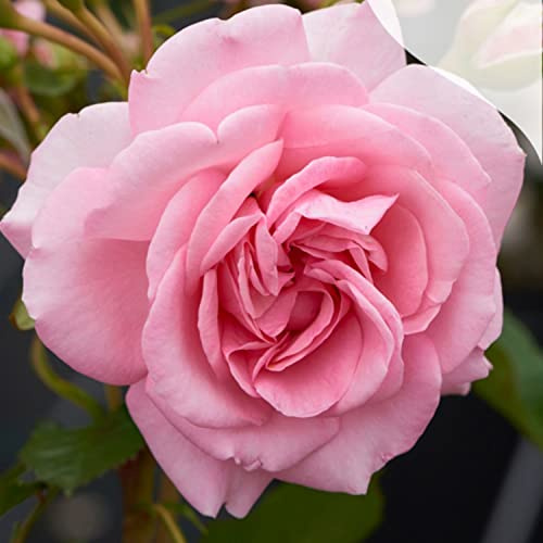 Bonplants Pianta di Rose a Piramide Rampicante, Elegante Rosa Vera a Fiore Grande, Vaso 21, h 90 cm (Rosa)