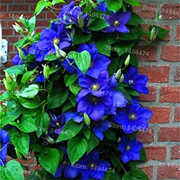 SEMI -Mix Clematis Hybridas Semi e Clematis Piante rampicanti semi Fiore giardino domestico di DIY 100 semi Clematis florida 10