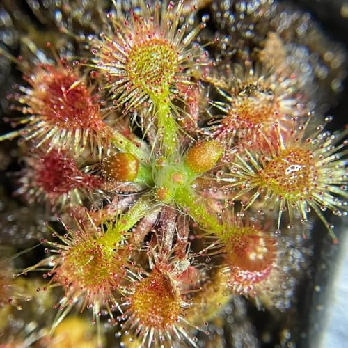 semillas resistentes de drosera jardín de carnívora, drosera peltata, resistentes balcón Decoración jardín para 250pcs