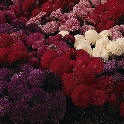 Aster Seeds 'Carpet Ball Mixed' Callistephus chinensis China Aster Half-Hardy Annual Fully Double Blooms Easy to Grow Your Own Outdoor Garden Flower Plants (Approx. 185 Seeds) by Thompson and Morgan