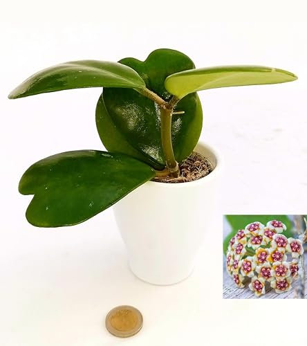 POWERS TO FLOWERS - HOYA CUORE KERRII MULTIFOGLIA IN VASO CERAMICA BIANCO, Pianta vera