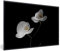 MuchoWow Poster encadré Orchidée - Fleurs - Noir - Blanc - Nature morte Tableau deco avec cadre 30x20 cm affiche decoration murale