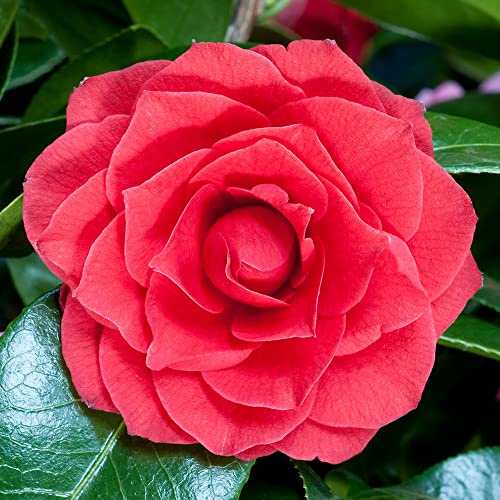 3 x Gardeners Dream Camellia Japonica 'Black Tie' -Japanische Kamelie Winterhart & Immergrün - Winterharte Pflanzen für Garten, Kübel & Balkon - Sträucher Winterhart Blühend im 9cm topf