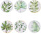 Villa d’Este Home Tivoli Lot de 6 assiettes Oriental Botanique Ø 33 cm