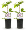 GreenboutiQ - Kletterpflanze - Clematis Nelly Moser - Blüte Rosa - Wenig Pflege - 2 Pflanzen - Topf 11cm Höhe 40cm
