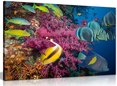 Kunstdruck auf Leinwand, tropischer Fisch und Koralle, 91,4 x 61 cm