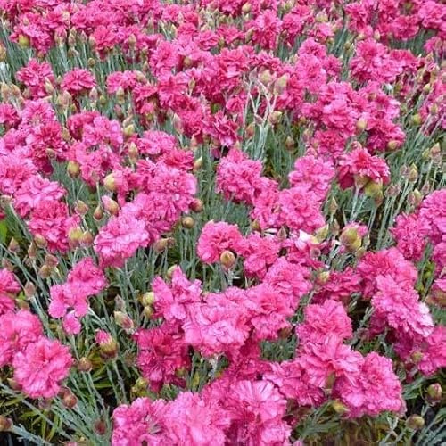 6x Œillet mignardise 'Heidi' - Dianthus Plumarius ‘Heidi’ - Godet 9x9cm