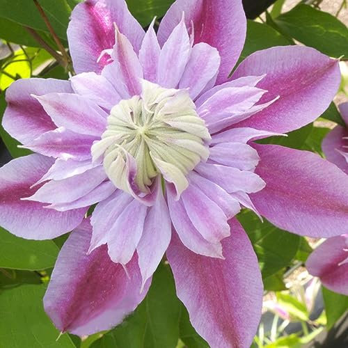 3 Pcs clematis winterhart mehrjährig zwiebeln - klematis - blumen geschenk seltene pflanzen, (Clematis florida) blumenzwiebeln mehrjährig winterhart, stauden winterhart mehrjährig