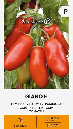 Zalia stotele | Tomaten - Giano H samen | Gemüsesamen | Pflanze samen | Tomatensamen | Mittelfrühe, produktive, hochwachsende Stabtomate | 1 Pack