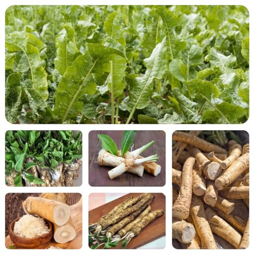 semi freschi di rafano, varietà antiche, invernali, 200pcs
