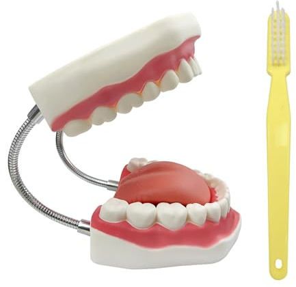 YOUYA DENTAL Large Anatomical Teeth Model Dentist Teaching Oral Hygiene Care Model with Toothbrush 8.66 5.9 5.5 inches Tooth Model Evolution Display Tools for Teaching and Study