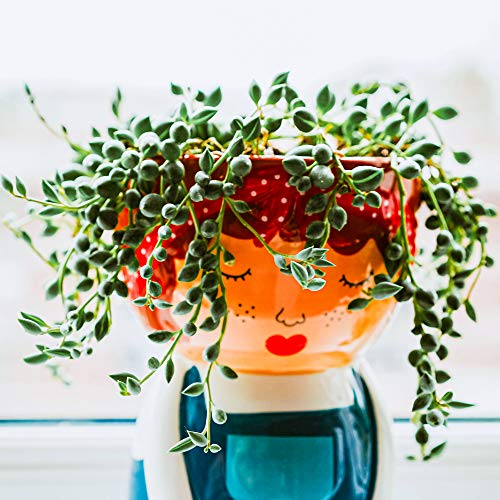 Senecio Rowleyanus - Rosario |Suculenta Para Interior 20-30cm en Maceta para el Hogar