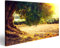 islandburner Bild auf Leinwand Olivenbäume. Plantage von Olivenbäumen bei Sonnenuntergang. Mittelmeerolivenfeld mit altem Olivenbau Wandbild, Poster, Leinwandbild IGC-1P