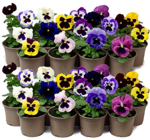 9 x Jumbo Flowering Pansies - Grow Your own Winter Flowering Bedding, Garden Ready & Each Delivered in Plant Pot, Outdoor Plants Great for Hanging Basket or Gifts