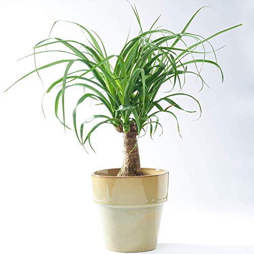 Beaucarnéa Noline Recourbée Pied d’éléphant pour la Maison ou le Bureau (40-50 cm pot inclus)