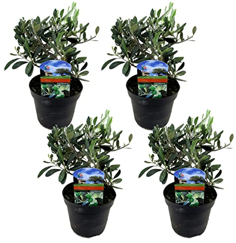 Plant in a Box - Olea Europaea - Olivier - Set de 4 - Pot 14cm - Hauteur 25-40cm