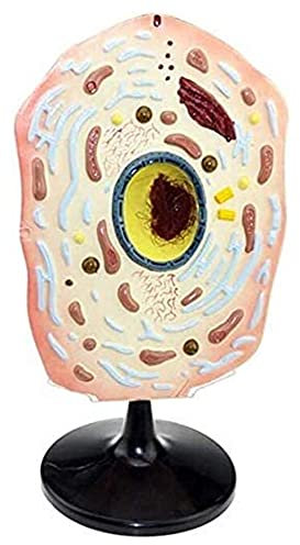 Organ model Animal Cell Plant Microscopic Specimens Magnified Anatomy Model for Study Display Teaching Model anatomical Anatomy Teaching Model