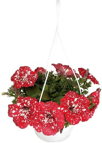 Surfinia Plante Naturelle Retombante Fuchsia – Pot de 15 cm – Floraison Abondante et Croissance Rapide – Plante Vivante Idéale pour Balcons, Terrasses et Jardins