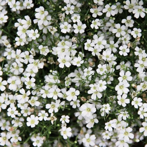 Gypsophila Elegans Covent Garden Seeds – RHS Plants for Pollinators – Hardy Annual – Beautiful Blooms for Beddings, Borders & Containers – for Your Beautiful Garden