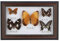 HEITIGN Spécimen de Papillons Taxidermie, Monté sous Verre, 5 Papillons 19.5x29.5x4cm, Décoration Artisanale(Cadre Noir)