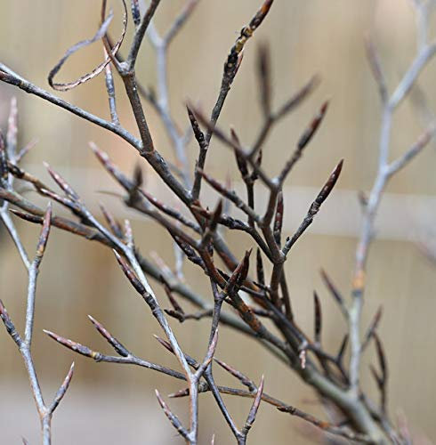 Hochstamm Geschlitztblättrige Rotbuche 100-125cm - Fagus sylvatica