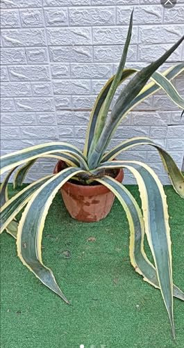 AGAVE AMERICANA VARIEGATA ALTEZZA CM.89