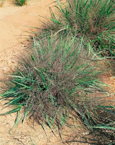 Eragrostis spectabilis Liebesgras P0,5 - Ziergras, Winterhart, Trockenresistent, Garten & Balkon, Sonnenliebend, Pflegeleicht, 30-60cm