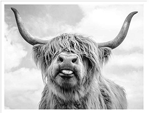 MULMF Highland Cattle Poster Und Drucke Schwarz Weiß Wandkunst Leinwand Malerei Kuh Wandbilder Für Wohnzimmer Dekoration-60X80 cm Kein Rahmen