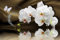 Papier peint panoramique - Orchidées 3617680723074 - Largeur 382 cm x Hauteur 255 cm