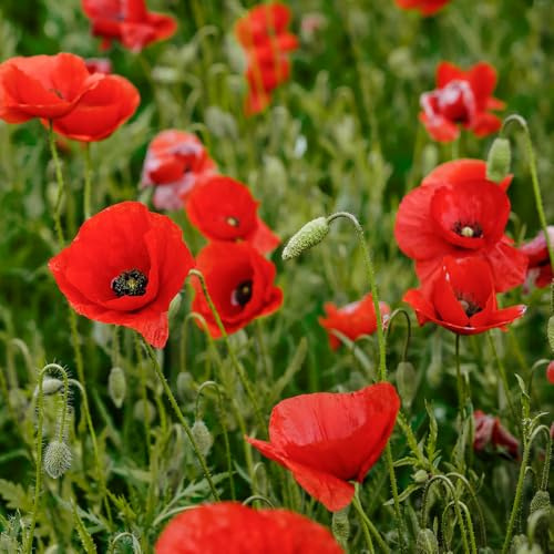Poppy Shirley Red Seeds – Stunning Scarlet Blooms – RHS Plants for Pollinators – Must Have for Borders – for Your Beautiful Garden