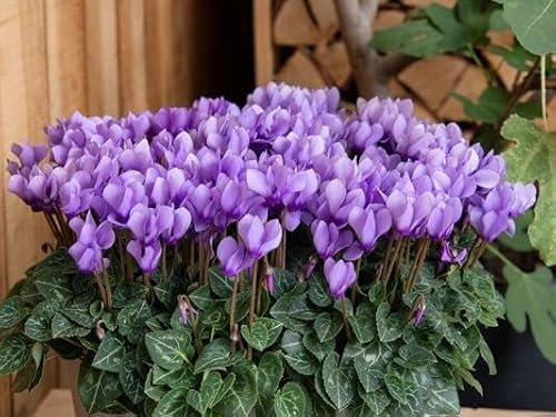 100 Stück Alpenveilchen-Blumensamen, lila