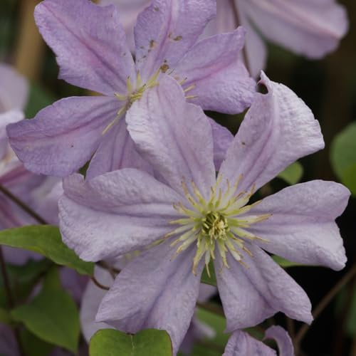 Clematis Prince Charles Semi-Nodding Pale Mauve Flowers Free-Flowering Hardy Variety for Borders Containers 2X 3 Litre Pot by Thompson and Morgan