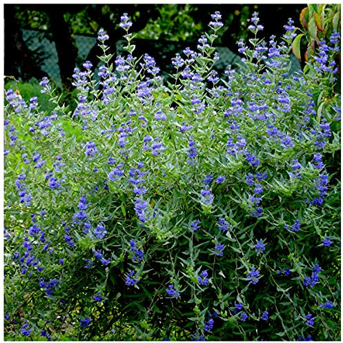 Caryopteris Clandonensis 'Heavenly Blue' / Bluebeard in a 2L Pot 3fatpigs®