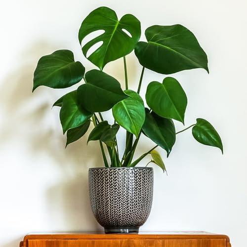 YouGarden Monstera Deliciosa Houseplant in 4L Pot, Swiss Cheese Plant, Ready to Plant and Display