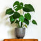 YouGarden Monstera Deliciosa - Planta de interior en maceta de 4 L, planta de queso suizo, lista para plantar y exhibir