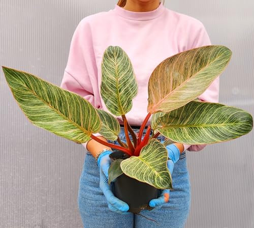 POWERS TO FLOWERS - PHILODENDRON, MONSTERA, PHYLODENDRON PINK MEASURE, pianta vera