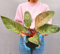 POWERS TO FLOWERS - PHILODENDRON, MONSTERA, PHYLODENDRON PINK MEASURE, pianta vera