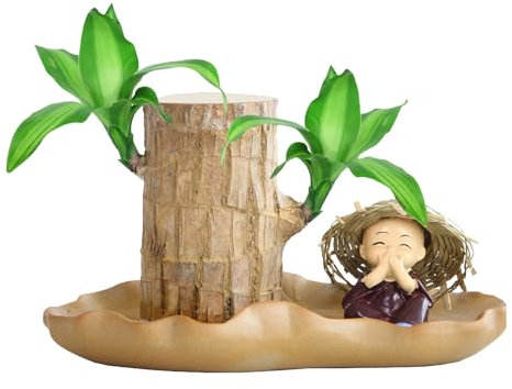 Planta de madera brasileña, madera de la suerte brasileña - Planta hidropónica en maceta - Planta de escritorio de interior, madera de brotes purificadora de aire, decoración de plantas para el hogar