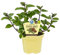 Menthe chocolat bio (Menta x piperita), herbes végétales issues de l'agriculture durable 1 Pflanze im 12cm Topf