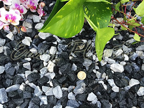 Gravier de gravier en ardoise pour dissuader les mauvaises herbes, jardin, terrasse, allée – Marbre glacé noir (14–20 mm)