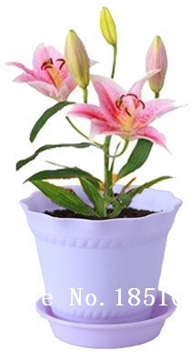 Große Förderung New Lilie Pflanzen Indoor-Bonsai Parfüm Liliensamen Lilie Blumensamen - 100 Samen