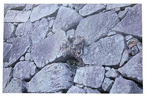 Cikonielf Aquarium Hintergrund Selbstklebend 3D Deko für Terrarium Rückwand Poster Wandaufkleber (76 * 46cm)