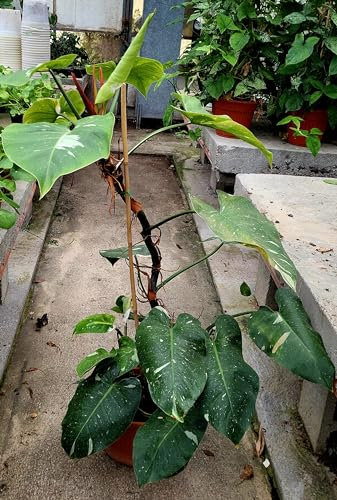 POWERS TO FLOWERS - PHILODENDRON, PHYLODENDRON, MONSTERA WHITE PRINCESS, ESEMPARE ALTEZZA 120CM, pianta vera