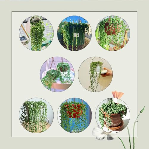 60 Pcs Erbsenpflanze Senecio Rowleyanus Samen - Geschenke Für Gartenfreunde, Zimmerbonsai Bonsai Sukkulenten Succulent Samen, Balkonpflanzen Bio Saatgut, Hydrokultur Pflanzen Pflanzen