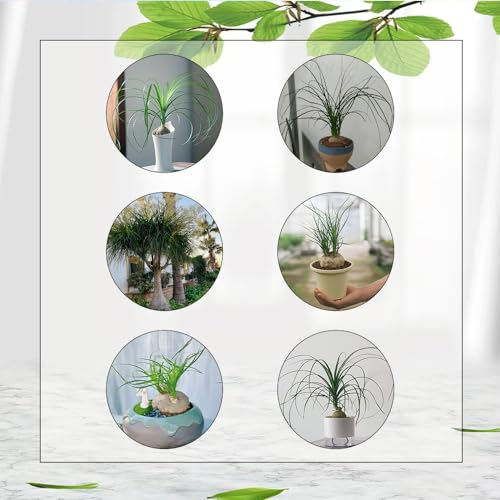 120 Pcs Elefantenfuß Samen - Beaucarnea Recurvata - Geschenke Für Gärtner, Gartendeko Für Draußen Beaucarnea Samen, Zimmerpflanzen Groß, Grünpflanzen Zimmerpflanzen Winterharte Pflanzen